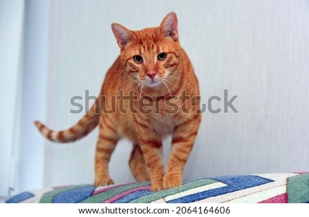beautiful ginger shorthair cat in an apartment on the windowsill