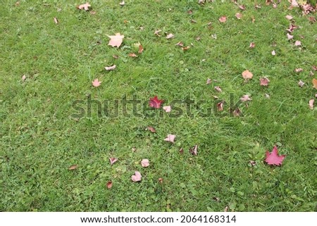 Autumn foliage of trees on green grass