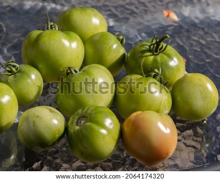 Close up of green tomatoes on a patio table harvested before the freeze