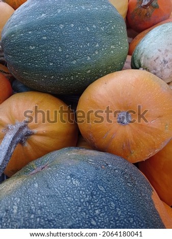 People preparing to Halloween Autumnal pumpkins, harvest.