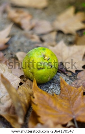 Orange fruit lying on the ground surrounded by dry leaves