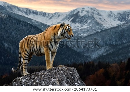 An adult tiger stands on a rock against the backdrop of the evening winter landscape  Royalty-Free Stock Photo #2064193781
