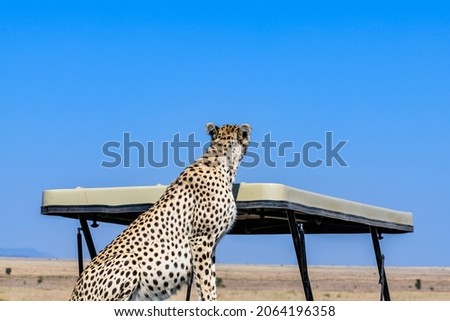 Young cheetah (Acinonyx jubatus) on roof of safari suv at Serengeti national park, Tanzania. Wildlife photo