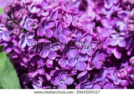 Drops on flowers. Lilacs in close-up. Blossoms of lilacs. Purple flowers.