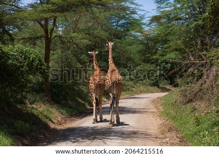 Two giraffes walking together on the road among the trees. Kenya Royalty-Free Stock Photo #2064215516