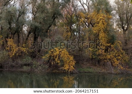 Forest channel in the Dniester delta. Autumn season. Odessa region (South of Ukraine).