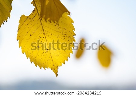 Yellow autumn leaves against the sky. Autumn background