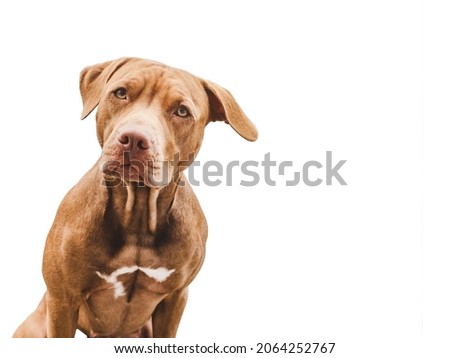 Lovable, pretty puppy of chocolate color. Close-up, indoor. Day light. Concept of care, education, obedience training, raising pets