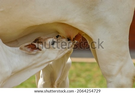 Livestock. Ox calf suckling on the teat. Royalty-Free Stock Photo #2064254729