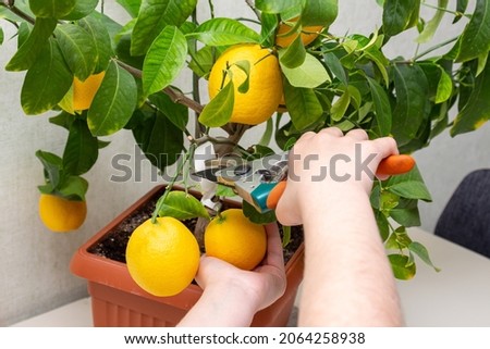 Harvesting fresh tasty lemons from potted citrus plant. Close-up of the females hands who harvest the indoor growing lemons with hand pruners. Ripe yellow lemon Volcameriana fruits and green leaves Royalty-Free Stock Photo #2064258938