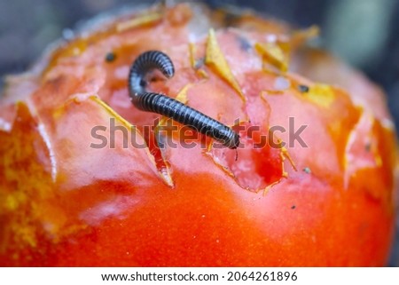 A busy millipede crawling eating tomato in the garden by the house.