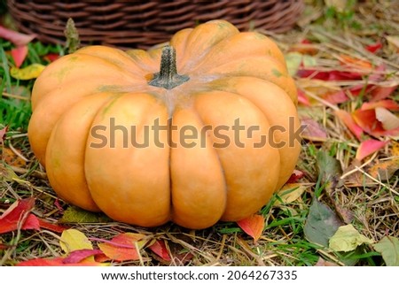 Ripe orange ginger beautiful pumpkin on the floor in autumn foliage for thanksgiving day and halloween. High quality photo