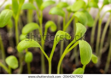 young watercress sprouts macro shot
