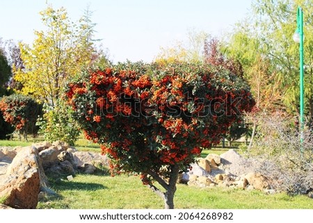 Red pyracantha coccinea tree in the beautiful green park Royalty-Free Stock Photo #2064268982