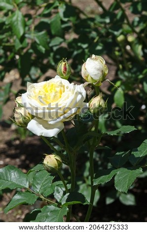 Blooming rose bush with white flowers in the rose garden, Sofia, Bulgaria   