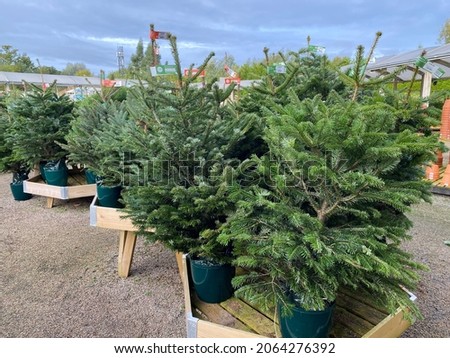 Christmas trees in plant pots for sale in October green foliage 