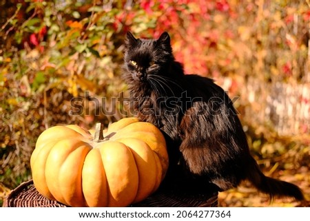 Black furry cat near ripe orange ginger beautiful pumpkin for thanksgiving day and halloween. High quality photo