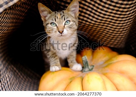 Stripped grey and red cat near ripe orange ginger beautiful pumpkin for thanksgiving day and halloween High quality photo