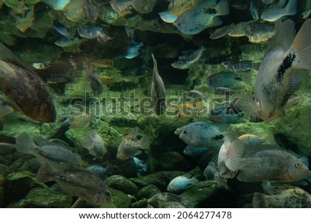 Hordes of fish in an aquarium.