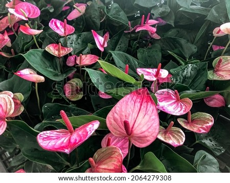 A magical picture of watering a blooming Anthurium flower. Water droplets fall onto the flower.