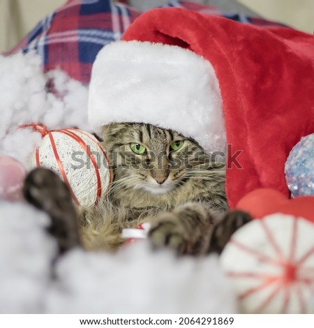Pensive Santa cat. Christmas composition with a cat and decorative balls. Cozy holiday card.