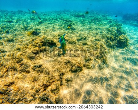 Various fishes swimming and feeding at Red Sea coral reefs during summer morning.