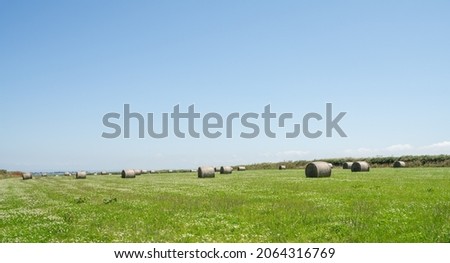 Haystack in the meadow. Hay rolled into a roll