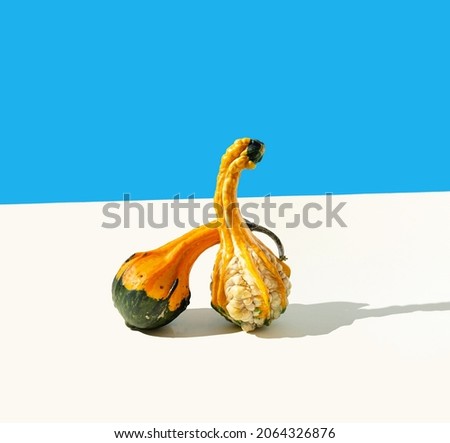 Two yellow green gourds pumpkins on beige and blue background. Autumn scenery with blue sky creative concept. Charming October or November harvest artistic design.