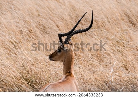 Picture of a gazelle with magnificent horns. The picture was taken at the Amboseli National Park.