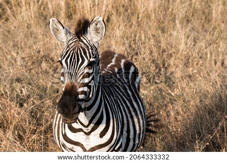 Closeup of a young zebra with beautiful black eyes. The picture was taken at the Maasai Mara National Park.