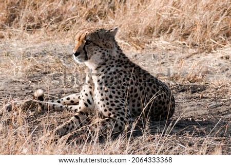 Picture of a beautiful cheetah with deep yellow eyes resting. The picture was taken at the Maasai Mara National Park.