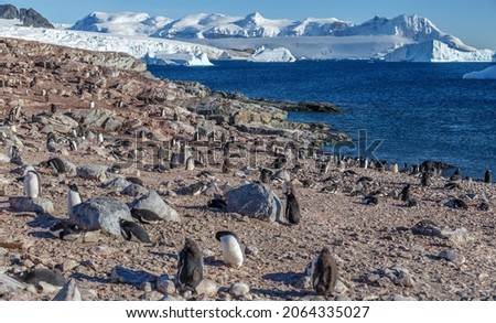 Gentoo penguins colony on the coastline with snow mountains and icebergs in the background, Cuverville Island, Antarctica
