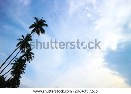 view of the sky in the morning where there are rows of coconut trees.  This picture was taken in the Peleng Strait, Central Sulawesi, Indonesia