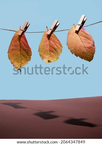 Three autumn leaves hanging on rope attached with wooden pegs. Minimal abstract season specific and fall concept. With copy space.