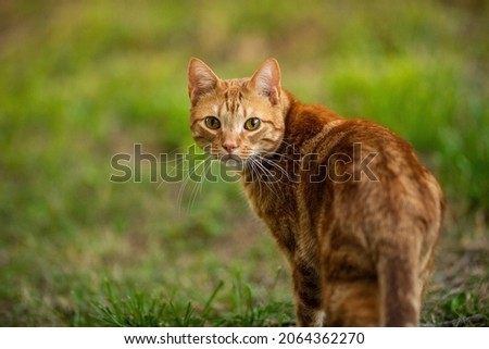 Orange Tabby cat walking outside in the grass Royalty-Free Stock Photo #2064362270