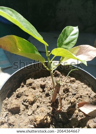 small growing fresh green plant seeds in little pots with soil