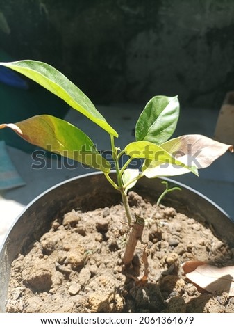small growing fresh green plant seeds in little pots with soil