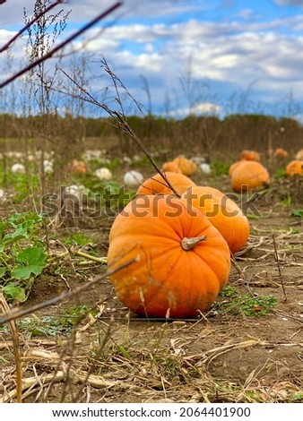 Pumpkin Patch on an Autumn Day