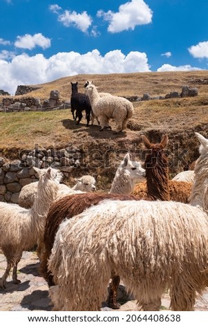 Image of alpacas in the Peruvian Andes. Alpacas in archaeology site in Cusco Peru.
