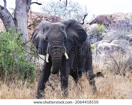 An elephant in the Kruger National Park poses nicely for a picture in the dry grass near a koppie.