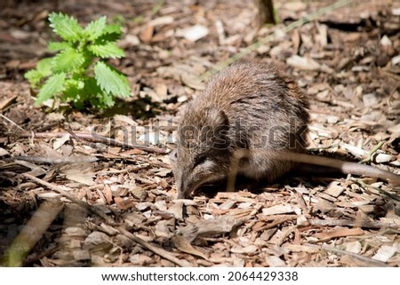 the long nosed potoroo looks like a rat