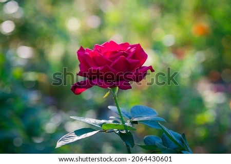 Autumn garden flowers - red rose with bokeh