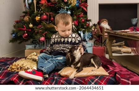 a little boy in a sweater is sitting near the Christmas tree and playing with a chihuahua dog