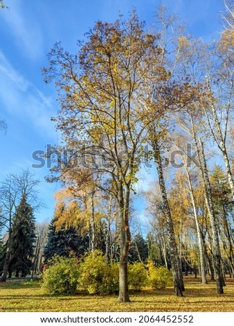Autumn, tree against the blue sky, bottom view.