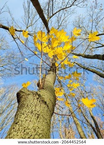 Autumn, tree against the blue sky, bottom view.