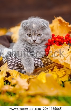 Small gray kitten with hanging ears lying in a checkered plaid on yellow autumn foliage next to rowan berries 