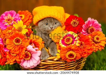 A small gray kitten lying in a basket full of multi-colored dahlias standing on the green grass of the lawn with a yellow cap on his head