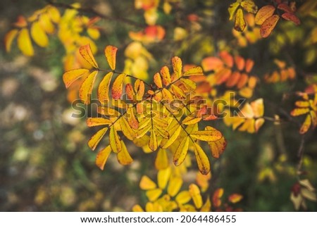 Colorful leaves of dogrose bush in the autumn forest. Selective focus.