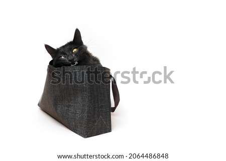 Evil black cat with yellow eyes inside a paper gift shows its sharp fangs and teeth. Halloween composition.