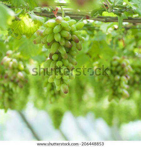 grapes in the vine, fresh fruit